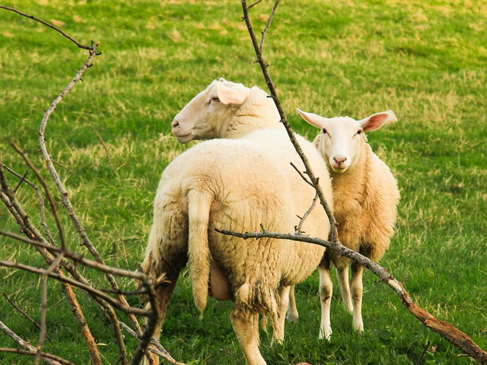 S(c)hannon und S(c)akira unsere Schafe